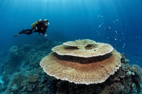 Scuba diver looking at a Brush Coral (Acropora hyacinthus)