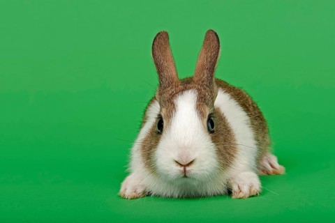 Dutch rabbit