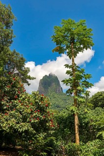 Lush vegetation with flowers and papayas in front of volcano Mont Tohiea