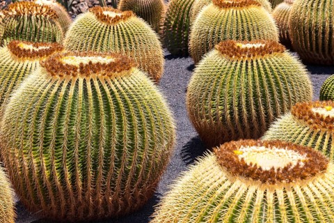 Giant Barrel Cactuses (Echinocactus platyacanthus)