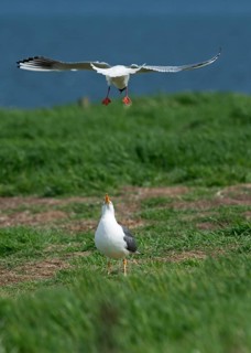 Black-headed Gull (Chroicocephalus ridibundus) mobbing Lesser Black-backed Gull (Larus fuscus) which was attempting to steal eggs