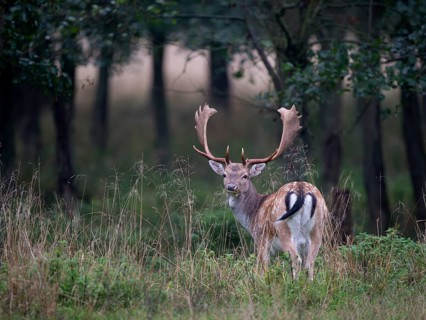 Fallow Deer (Dama dama)