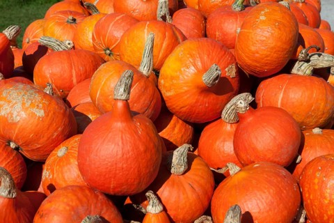 Japanese Hokkaido pumpkins (Cucurbita maxima)