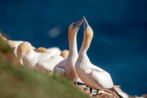 Northern Gannets (Morus bassanus)