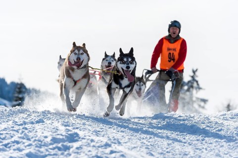 Sled dog racing