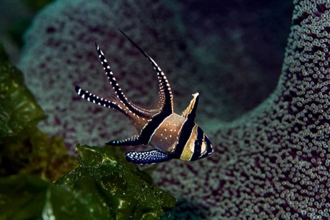 Banggai cardinalfish (Pterapogon kauderni)