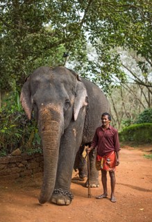 Asian Elephant (Elephas maximus)