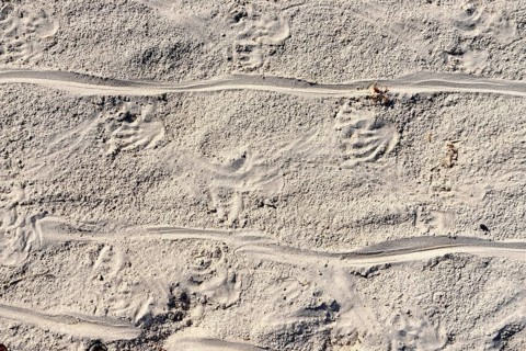 Tracks of Marine Iguanas (Amblyrhynchus cristatus) in the sand