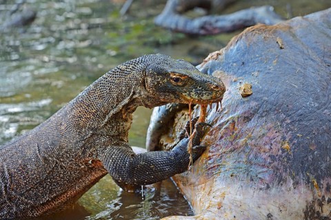 Komodo Dragon (Varanus komodoensis) feeding on the carcass of a buffalo that died in the mangrove area