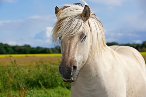 Fjord horse
