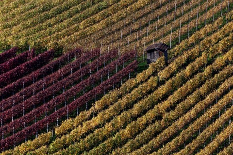 Vineyard in autumn colours