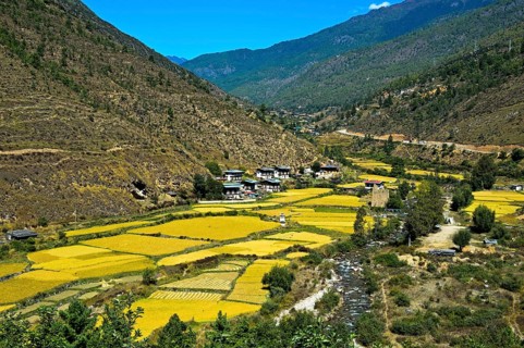 Landscape with rice paddies in the Thimphu Valley