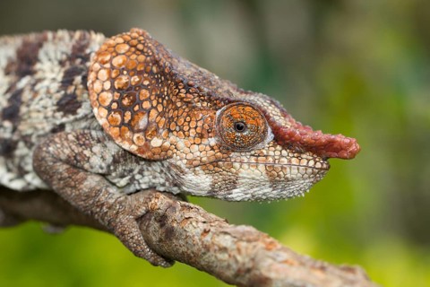 Short-horned Chameleon (Calumma brevicornis)
