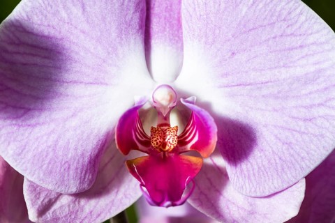 Close up of a purple blossom of an Orchid (Phalaenopsis)