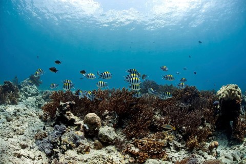 Scissortail Sergeants (Abudefduf sexfasciatus) in the coral reef off Menjangan