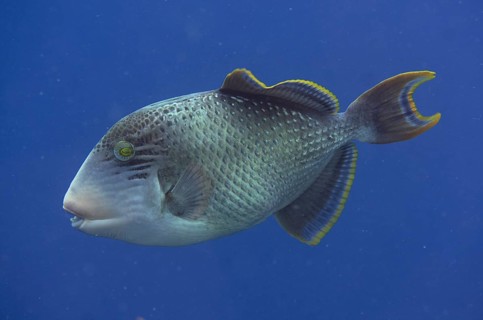 Yellowmargin Triggerfish (Pseudobalistes flavimarginatus)