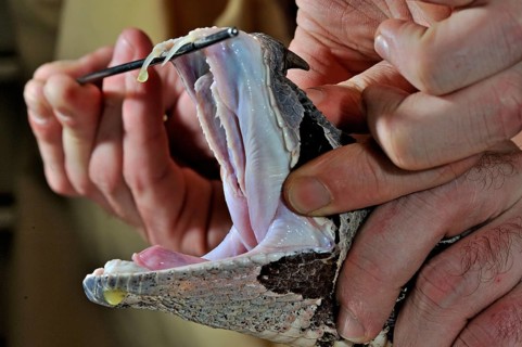 West african gaboon viper (Bitis rhinoceros)
