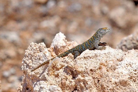 Fabian's lizard (Liolaemus fabiani)