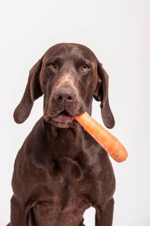 German Shorthaired Pointer retrieving a carrot