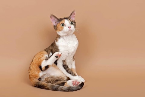 Devon Rex cat
