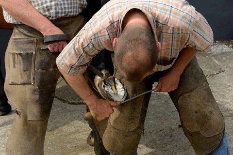 Farrier shoeing a horse