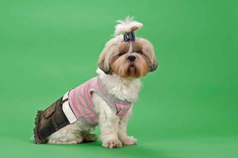 Shih-Tzu dog