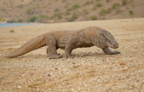 Komodo Dragon (Varanus komodoensis)