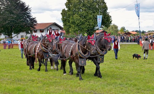 Ten-horse carriage with Noric horses from Frankenhardt