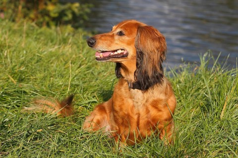 Long-haired dachshund