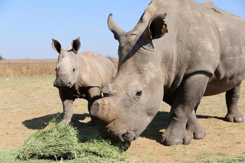 White Rhinos (Ceratotherium simum) being fed during the dry season