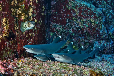 Whitetip Reef Sharks (Triaenodon obesus) at their resting place