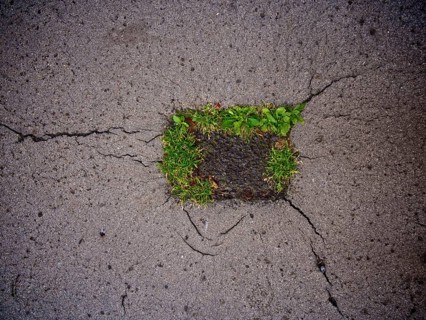Grass growing in a street