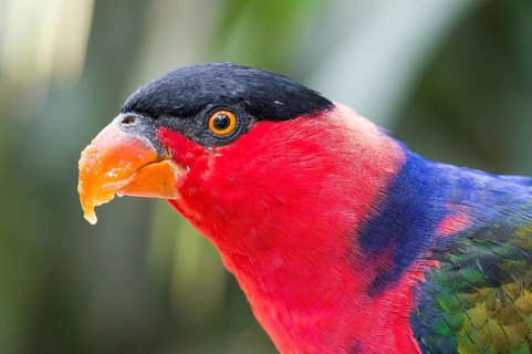 Black-capped Lory (Lorius lory)