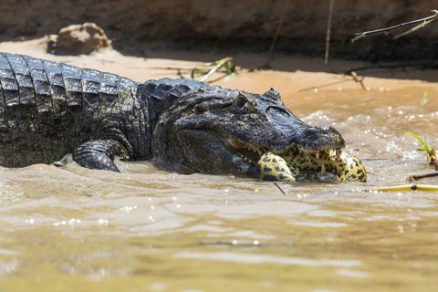 Paraguayan Caiman (Caiman yacare) adult