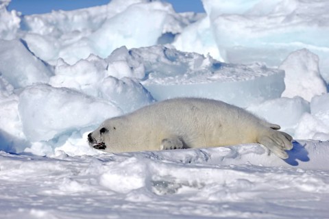Harp Seal or Saddleback Seal (Pagophilus groenlandicus