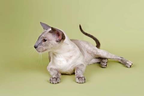 Siamese cat