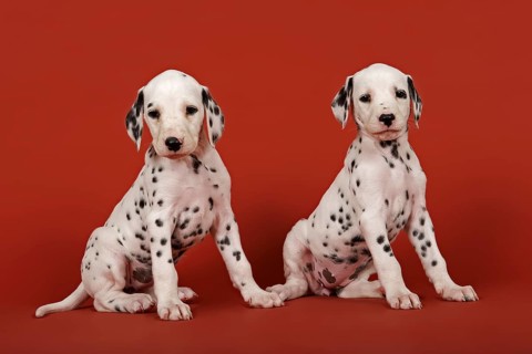 Two Dalmatian puppies