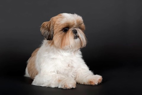 Shih Tzu