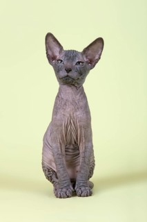 Don Sphynx kitten