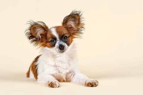 Papillon puppy