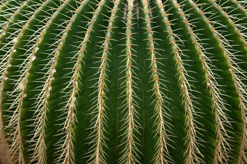 Golden Barrel Cactus (Echinocactus grusonii)