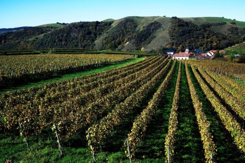 Romanus Church surrounded by vineyards