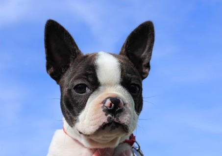 Boston Terrier bitch