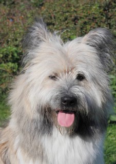 Great Elo dog