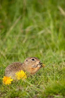 European Ground Squirrel or European Souslik (Spermophilus citellus)