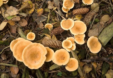 False Chanterelle (Hygrophoropsis aurantiaca)
