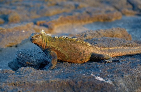 Marine Iguana (Amblyrhynchus cristatus)