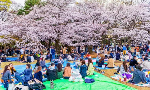 Japanese picnic under cherry blossoms in Yoyogi Park at Hanami Fest