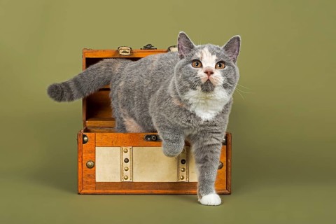 British Shorthair kitten