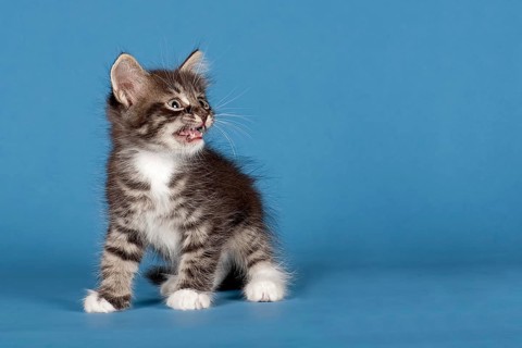 Siberian Forest kitten